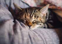 How Creating a Relaxing Night Routine: Wind Down for Better Sleep How Creating a Relaxing Night Routine: Wind Down for Better Sleep