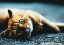 Pamper Your Pet Without Breaking the Bank: The Benefits of Pet Care Credit