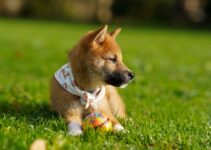 Unleashing the Charm of Shiba Inus: A Guide to Understanding and Caring for these Adorable Dogs