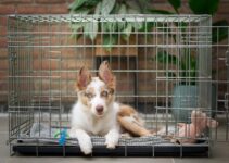 Creating the Perfect Home Away from Home: Tips for Designing a Comfortable Dog Kennel Creating the Perfect Home Away from Home: Tips for Designing a Comfortable Dog Kennel