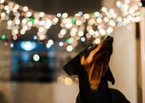 Deck the Paws: Adorable Dog Ornaments to Add to Your Holiday Decor Deck the Paws: Adorable Dog Ornaments to Add to Your Holiday Decor