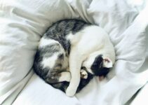 Protect Your Furry Friend and Your Wallet: The Benefits of Pet Insurance