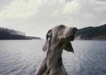 Spotting the Signs: Common Symptoms of UTIs in Dogs