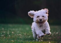 Dealing with Dog Diarrhea: Tips and Tricks for a Happy Pup Dealing with Dog Diarrhea: Tips and Tricks for a Happy Pup