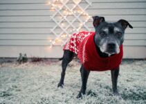 Cozy Up Your Canine Companion: The Best Dog Sweaters for Winter