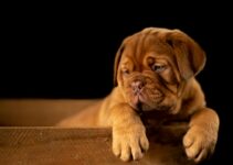 7 Signs Your Dog is Smarter Than You Think 7 Signs Your Dog is Smarter Than You Think