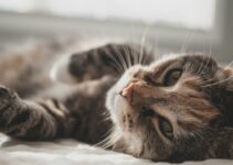 25 Hilarious Photos That Prove Cats Rule And Dogs Drool 25 Hilarious Photos That Prove Cats Rule And Dogs Drool