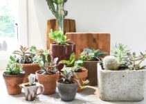 10 Toxic Houseplants You Didn’t Know Could Kill Your Pets 10 Toxic Houseplants You Didn’t Know Could Kill Your Pets