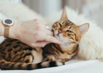 Do You Make This Fatal Mistake When Grooming Your Cat?