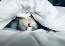 20 Funny Pics That Perfectly Sum Up The Cat-Dog Rivalry 20 Funny Pics That Perfectly Sum Up The Cat-Dog Rivalry