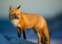 12 Adorable Animal Stories That Will Make You Smile