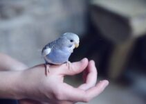 The Cutest Pet Photos That Will Make Your Heart Melt