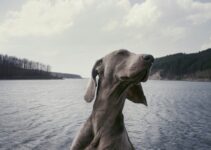 This $2 Trick Stops Dog Tears Stains Forever – Why Aren’t Vets Telling You?
