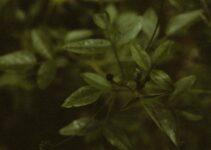 10 Toxic Plants That Could Poison Your Pets And How To Treat It