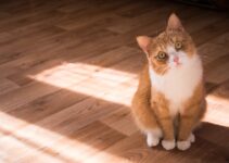 10 Hilarious Cat Photos That Prove Curiosity Can Kill 10 Hilarious Cat Photos That Prove Curiosity Can Kill