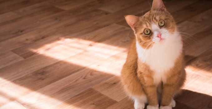 Photo Cats
