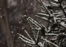 Combat the Common Cold: Effective Ways to Treat and Soothe Your Symptoms Combat the Common Cold: Effective Ways to Treat and Soothe Your Symptoms