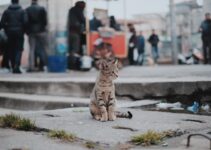 7 Ways To Help Shelter Cats And Dogs Through The Holidays 7 Ways To Help Shelter Cats And Dogs Through The Holidays