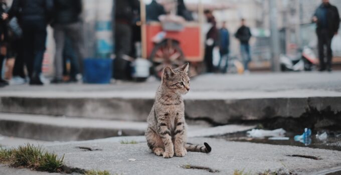 Photo Animal welfare