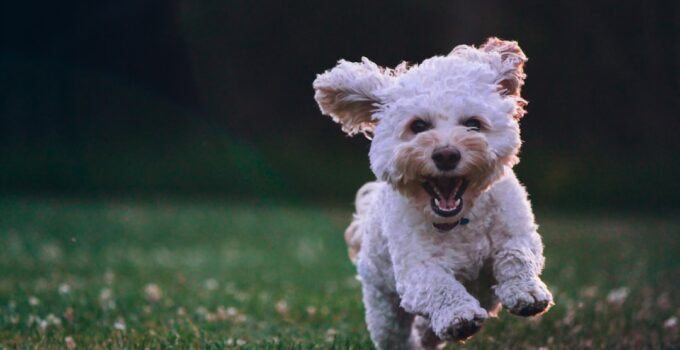 Photo Dog training techniques - Positive Reinforcement