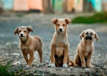Mobile Pet Care: How Pet Care A Van is Revolutionizing the Way We Care for Our Furry Friends Mobile Pet Care: How Pet Care A Van is Revolutionizing the Way We Care for Our Furry Friends