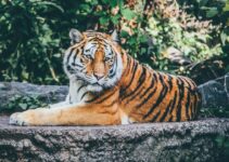 Top Tips for Keeping Your Furry Friend Healthy: Insights from Pet Care Animal Hospital El Monte