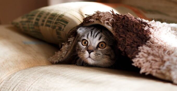 Photo Pet Care By Design