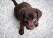 Top Tips for Pet Care in Duluth: Keeping Your Furry Friends Happy and Healthy