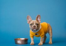 Top-notch Pet Care at Depot Medford: A Guide Top-notch Pet Care at Depot Medford: A Guide