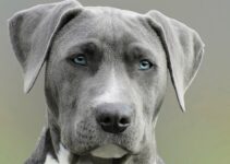 Viral Photo Series Proves Dogs And Cats Actually Do Get Along Viral Photo Series Proves Dogs And Cats Actually Do Get Along