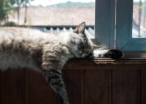 Photos That Will Make Cat Parents Say ‘That’s My Spirit Animal’ Photos That Will Make Cat Parents Say ‘That’s My Spirit Animal’