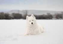 10 Tips For Taking Perfect Pet Portraits At Home Your Furry Friends Will Love 10 Tips For Taking Perfect Pet Portraits At Home Your Furry Friends Will Love