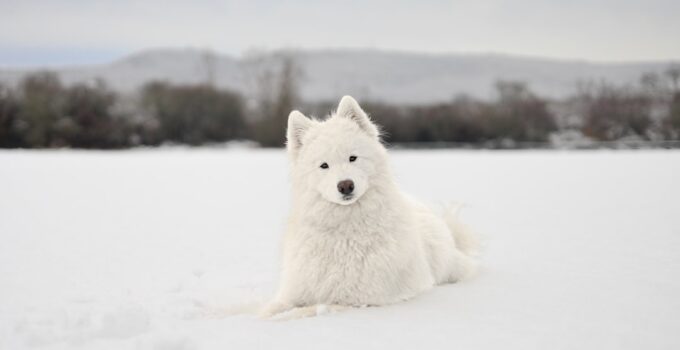 Photo Pet photography