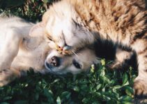 Effective Pet Care: Mastering Dog Training with a Collar