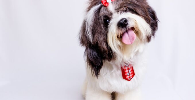 Photo Dog grooming