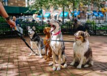 Expert Pet Care Tips: Insights from Experienced Owners