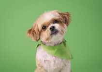 Top Pet Care Franchises: Caring for Your Furry Friends Top Pet Care Franchises: Caring for Your Furry Friends
