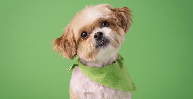 Photo Dogs grooming