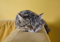 Vacation-Proof Your Pet Care: Tips for a Worry-Free Getaway