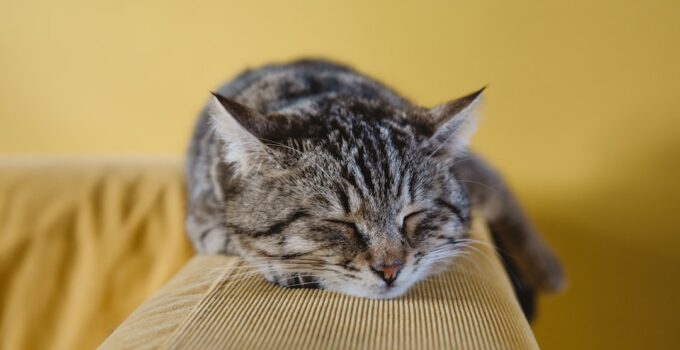 Photo Image: Pet sitter Nouns: Pet, care, vacation