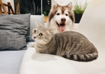 Investing in Pet Care: A Look at Pet Care ETFs