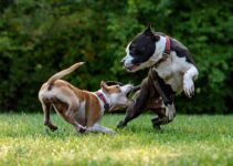 Top-notch Pet Care Facility: Keeping Your Furry Friends Happy and Healthy