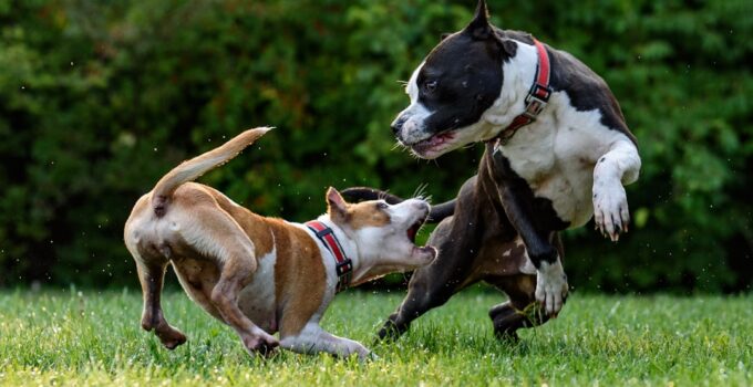 Photo Dogs playing