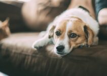 Elderly Pet Care: Tips for Senior Owners