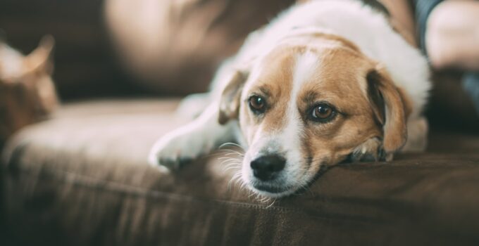 Photo Image: Senior and Pet Nouns: Senior, Pet, Care