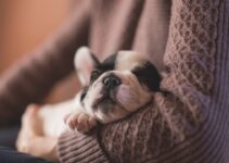 Expert Pet Caregiver Shares Essential Tips for Happy Pets