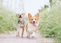 Expert Pet Care in Harlingen: Keeping Your Furry Friends Happy and Healthy Expert Pet Care in Harlingen: Keeping Your Furry Friends Happy and Healthy