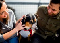 Protect Your Pet and Finances with Pet Care Insurance Protect Your Pet and Finances with Pet Care Insurance