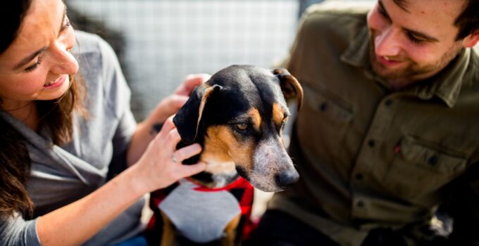 Photo Dog owner