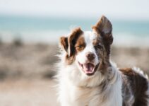 Expert Pet Care with Pet Care Inc: Keeping Your Furry Friends Happy and Healthy